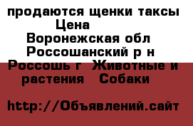 продаются щенки таксы › Цена ­ 2 000 - Воронежская обл., Россошанский р-н, Россошь г. Животные и растения » Собаки   